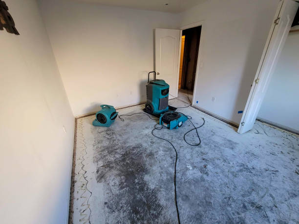Best Basement water damage restoration  in Safford, AZ