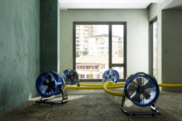 Best Professional water damage repair  in Safford, AZ